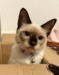 Lost Female Cat last seen Sw 3rd Ave Cape Coral 33991, Cape Coral, FL 33991