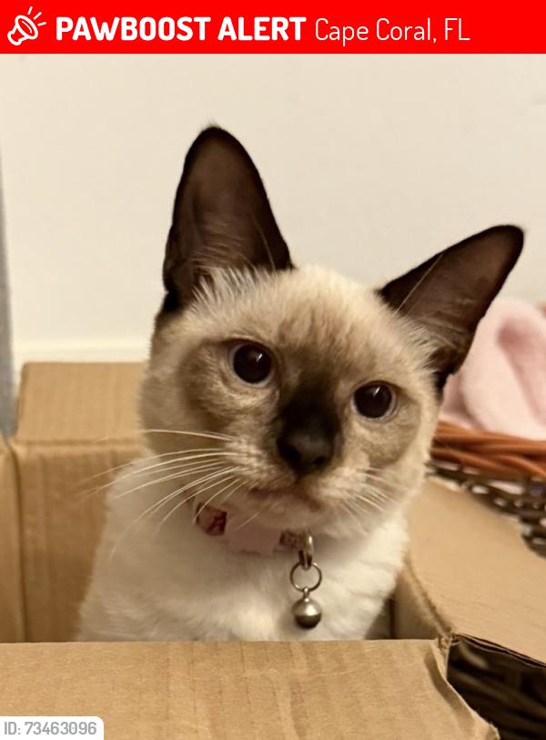 Lost Female Cat last seen Sw 3rd Ave Cape Coral 33991, Cape Coral, FL 33991