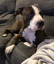Found/Stray Male Dog last seen 10th ave, Amarillo, TX 79102