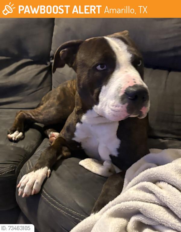 Found/Stray Male Dog last seen 10th ave, Amarillo, TX 79102