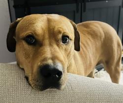 Lost Male Dog last seen McKinney Falls State Park, Austin, TX 78744