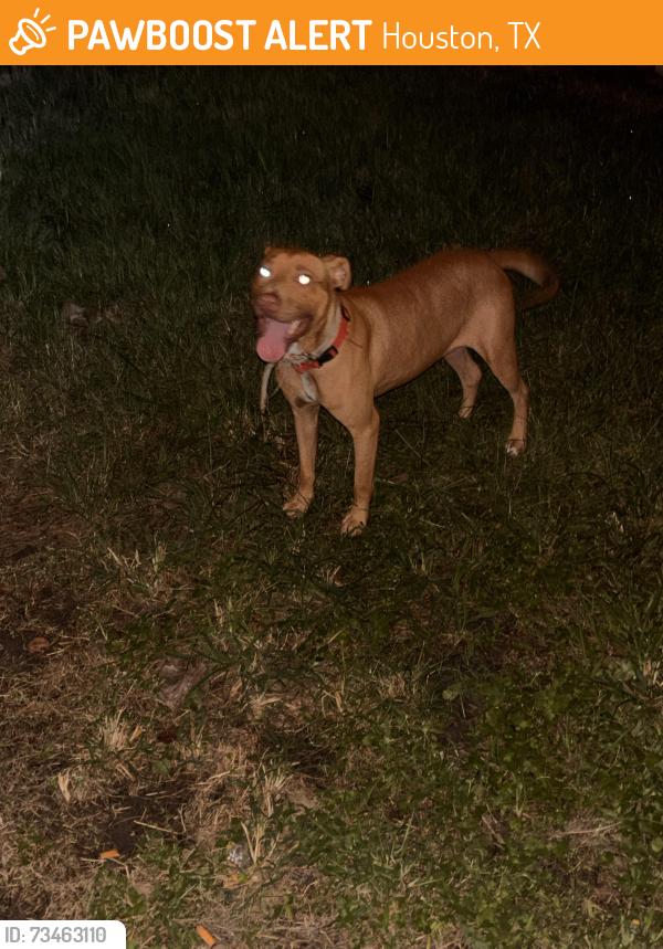 Found/Stray Male Dog last seen Elbert street Houston Texas 77028, Houston, TX 77098