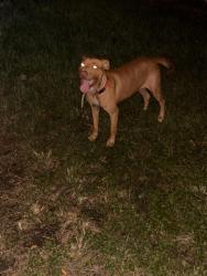 Found/Stray Male Dog last seen Elbert street Houston Texas 77028, Houston, TX 77098
