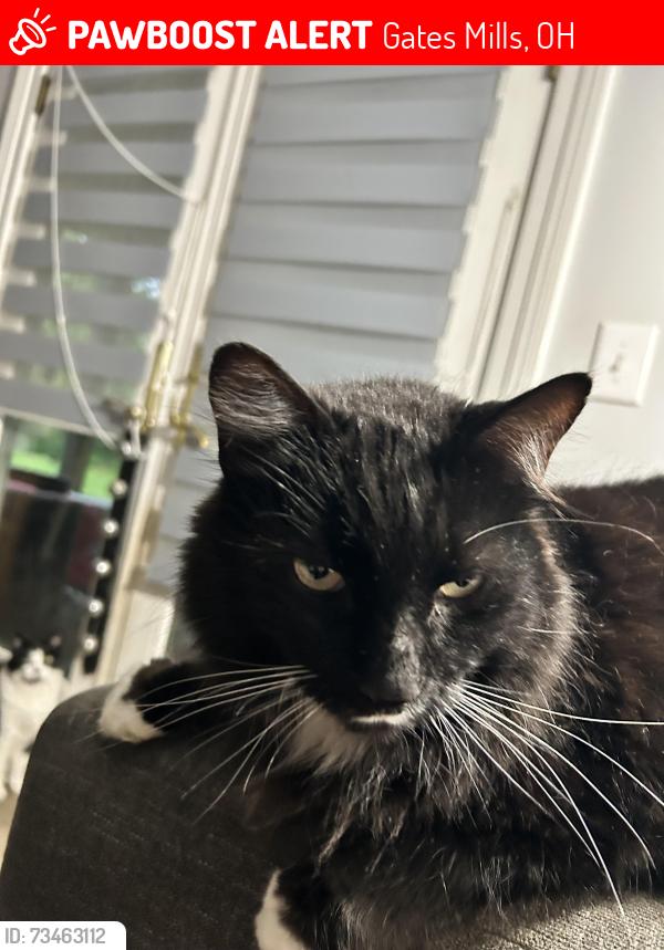 Lost Male Cat last seen Thronapple, Gates Mills, OH 44040