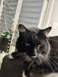 Lost Male Cat last seen Thronapple, Gates Mills, OH 44040