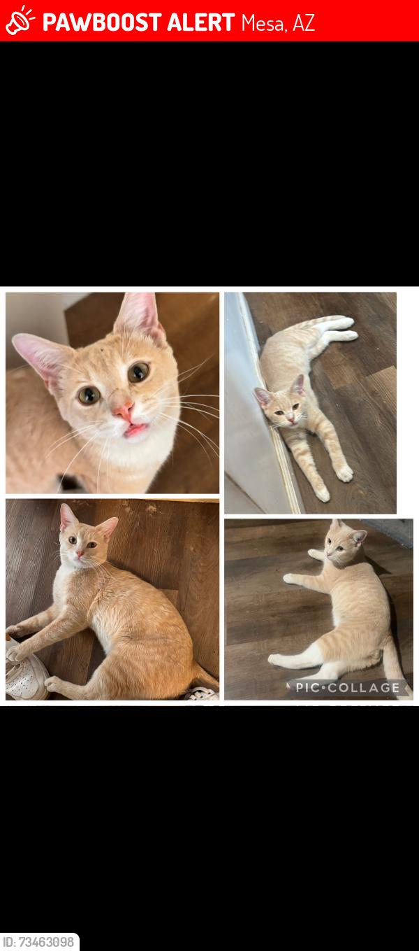 Lost Male Cat last seen gilbert and broadway, Mesa, AZ 85204