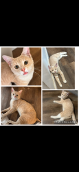 Lost Male Cat last seen gilbert and broadway, Mesa, AZ 85204