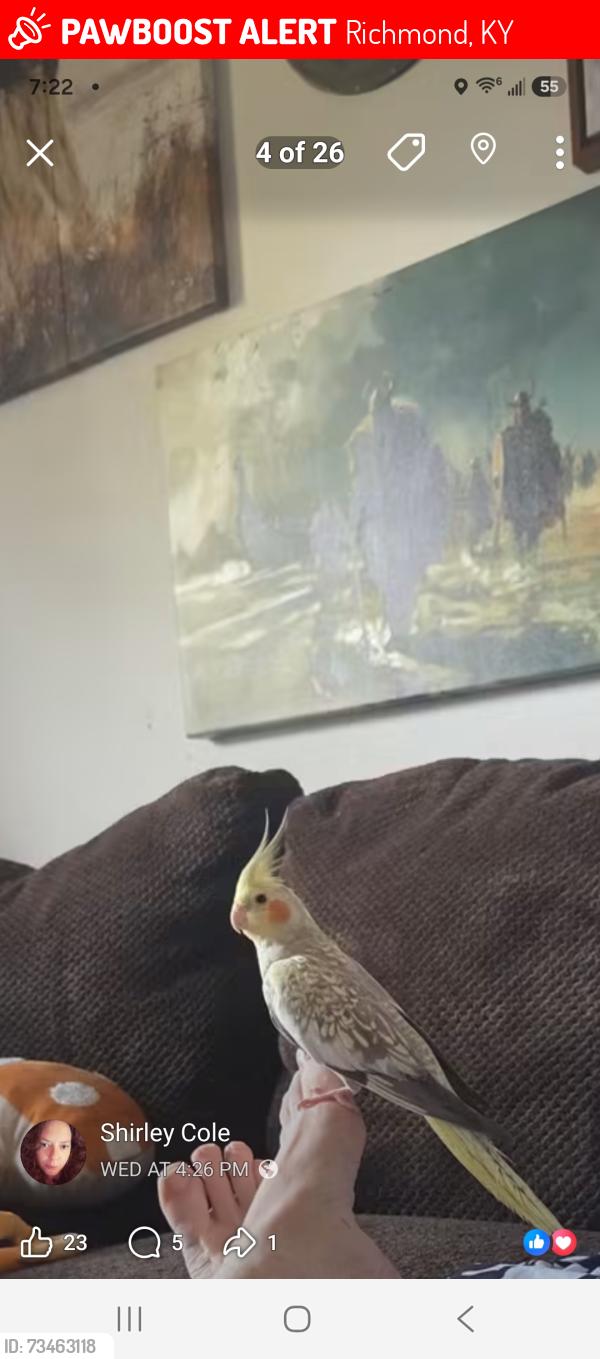Lost Female Bird last seen Estil Avenue, Richmond, KY 40475