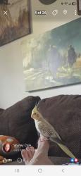 Lost Female Bird last seen Estil Avenue, Richmond, KY 40475