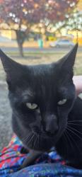 Found/Stray Male Cat last seen Off 122nd not far from Winco, Portland, OR 97220
