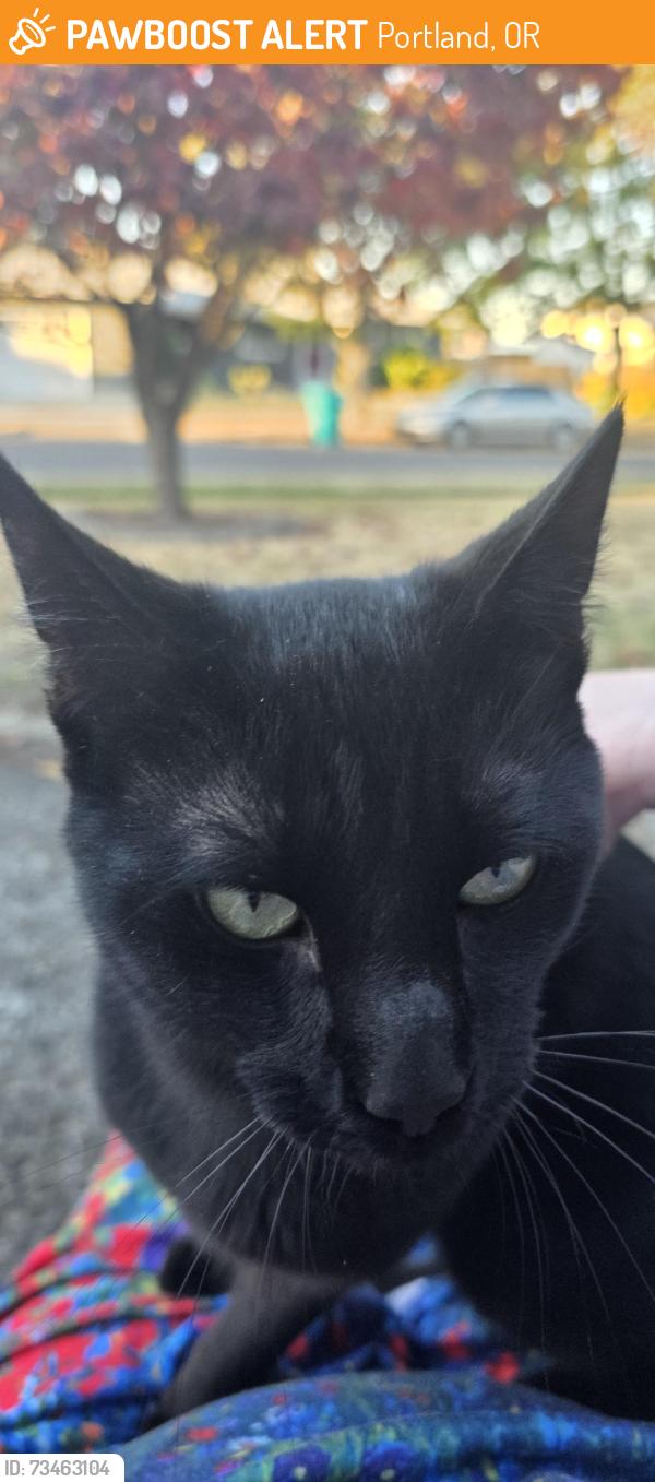 Found/Stray Male Cat last seen Off 122nd not far from Winco, Portland, OR 97220