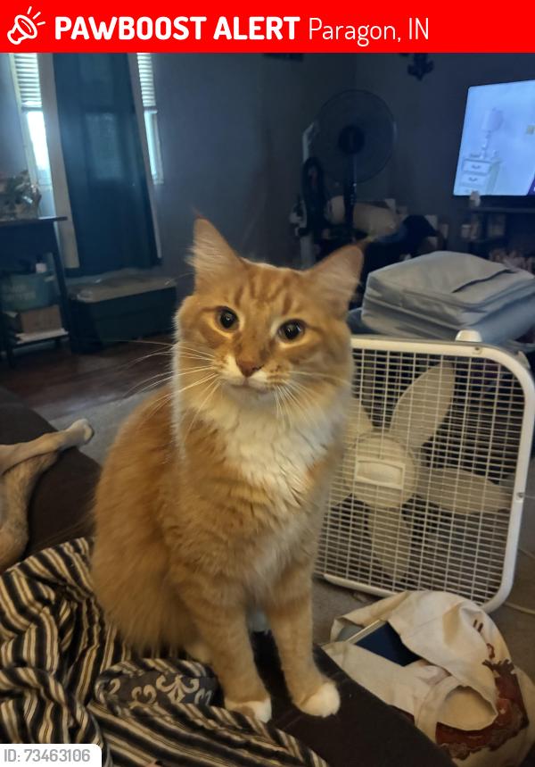 Lost Male Cat last seen East Union and East Harrison, near fire station, Paragon, IN 46166