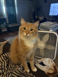 Lost Male Cat last seen East Union and East Harrison, near fire station, Paragon, IN 46166
