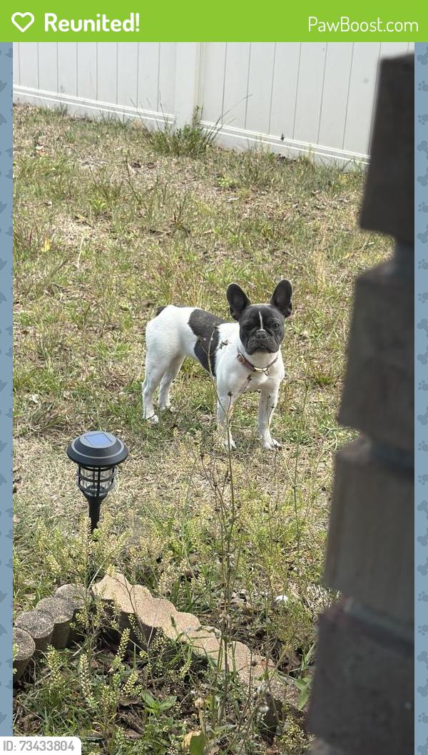 Reunited Female Dog last seen Cvs, Deltona, FL 32725