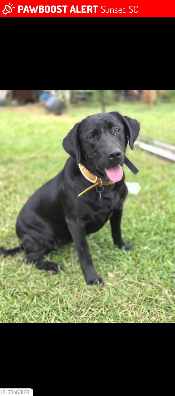 Lost Female Dog last seen Water falls rd sunset sc, Sunset, SC 29685