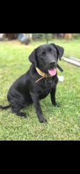 Lost Female Dog last seen Water falls rd sunset sc, Sunset, SC 29685