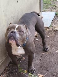 Lost Male Dog last seen Sam houston elementary school, Port Arthur, TX 77641