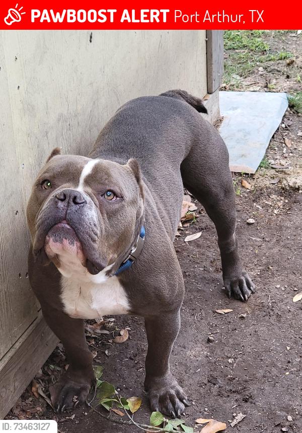 Lost Male Dog last seen Sam houston elementary school, Port Arthur, TX 77641