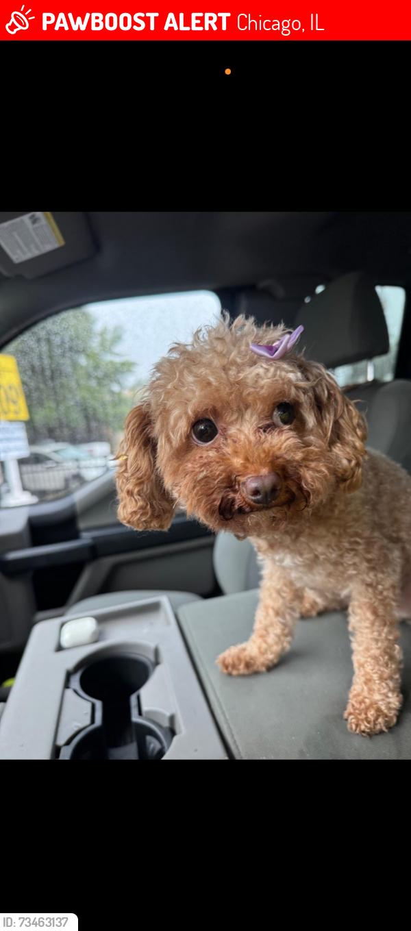 Lost Female Dog last seen 53rd Rockwell, Chicago, IL 60632