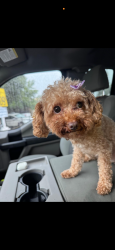 Lost Female Dog last seen 53rd Rockwell, Chicago, IL 60632