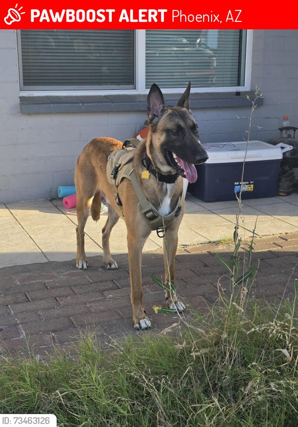 Lost Male Dog last seen 55th and osborn, Phoenix, AZ 85031