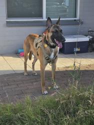 Lost Male Dog last seen 55th and osborn, Phoenix, AZ 85031