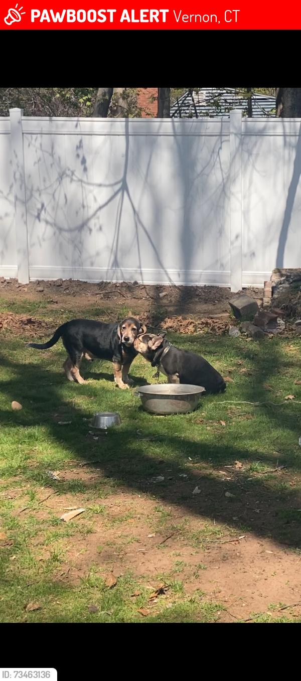 Lost Male Dog last seen West street, Vernon, CT 06066