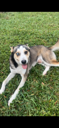 Found/Stray Male Dog last seen Near Apricot Dr, Ocoee, FL 34761