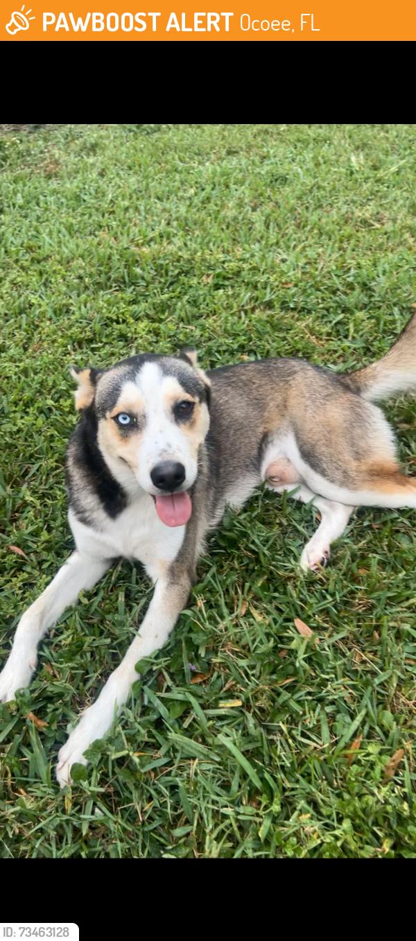 Found/Stray Male Dog last seen Near Apricot Dr, Ocoee, FL 34761