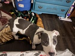 Lost Male Dog last seen Kings and maple ave, Dallas, TX 75219