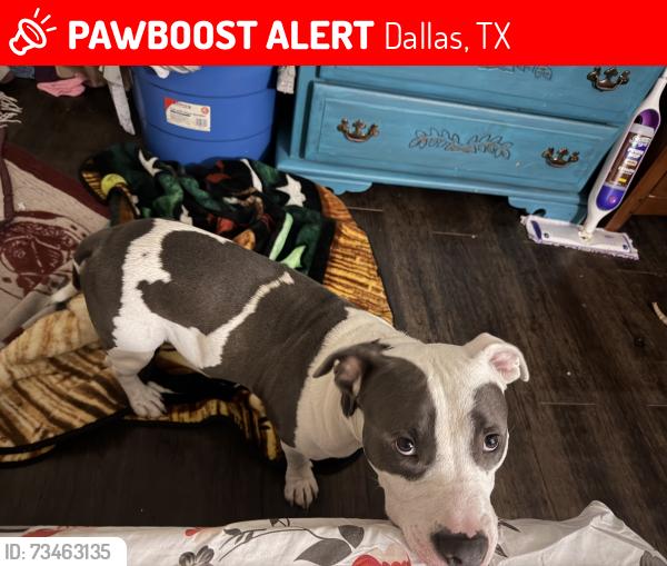 Lost Male Dog last seen Kings and maple ave, Dallas, TX 75219