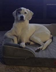 Lost Female Dog last seen Old River rd, across from riverside cafe, Wilkes-Barre, PA 18702