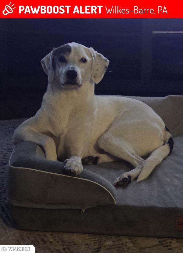 Lost Female Dog last seen Old River rd, across from riverside cafe, Wilkes-Barre, PA 18702