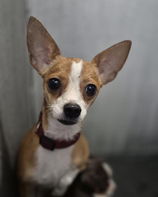 Shelter Stray Female Dog last seen Near BLOCK W HWY 90, 4710 TX-151, San Antonio, TX 78227, USA