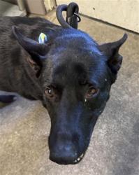 Shelter Stray Female Dog last seen NORMINGTON DR & W EL CAMINO AVE, 2127 Front St, Sacramento, CA 95818, USA