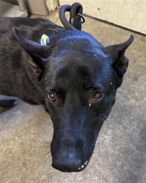 Shelter Stray Female Dog last seen NORMINGTON DR & W EL CAMINO AVE, 2127 Front St, Sacramento, CA 95818, USA