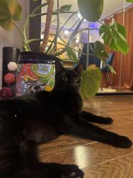 Found/Stray Unknown Cat last seen Nevada and Waugh, Houston, TX 77019