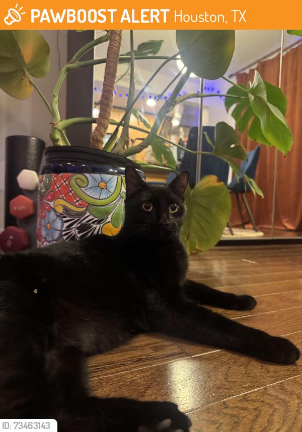 Found/Stray Unknown Cat last seen Nevada and Waugh, Houston, TX 77019