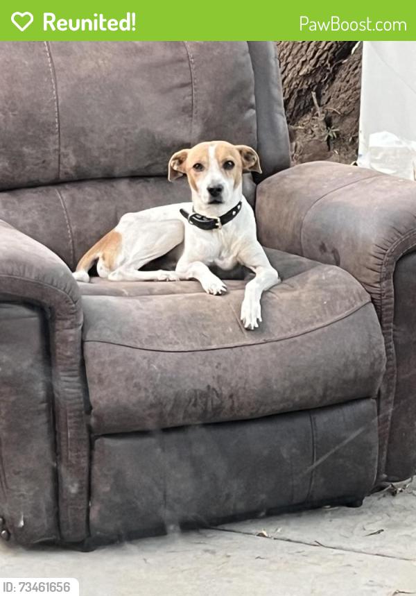 Reunited Male Dog last seen Richard hastie park, Tracy, CA 95377