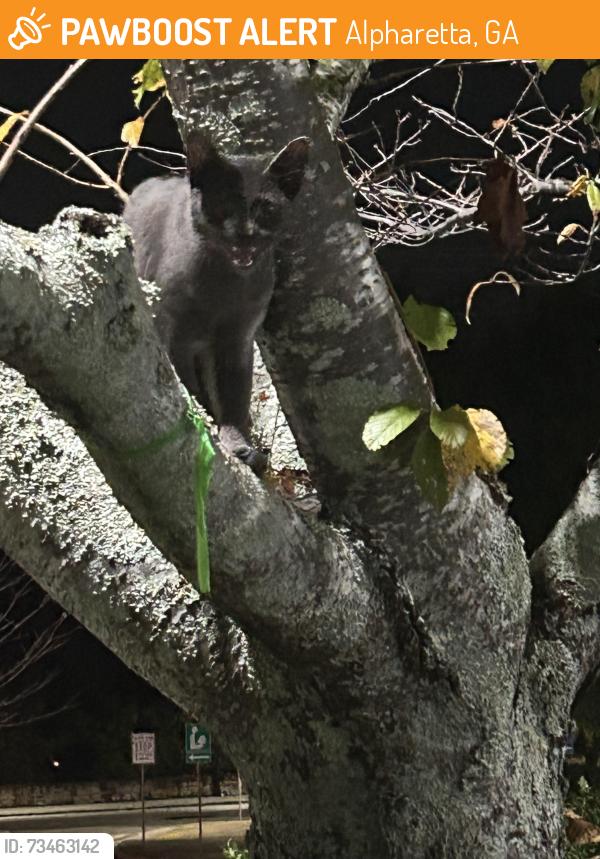 Found/Stray Male Cat last seen Near Webb Bridge Way, Suite 1 Alpharetta, GA 30005, Alpharetta, GA 30005