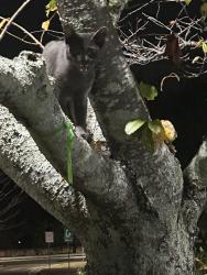 Found/Stray Male Cat last seen Near Webb Bridge Way, Suite 1 Alpharetta, GA 30005, Alpharetta, GA 30005