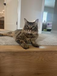 Lost Male Cat last seen Amiga Park, San Marcos, CA 92069