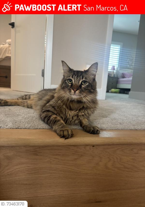 Lost Male Cat last seen Amiga Park, San Marcos, CA 92069