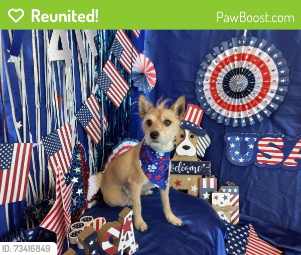 Reunited Male Dog last seen Liberty High School, Las Vegas, NV 89183