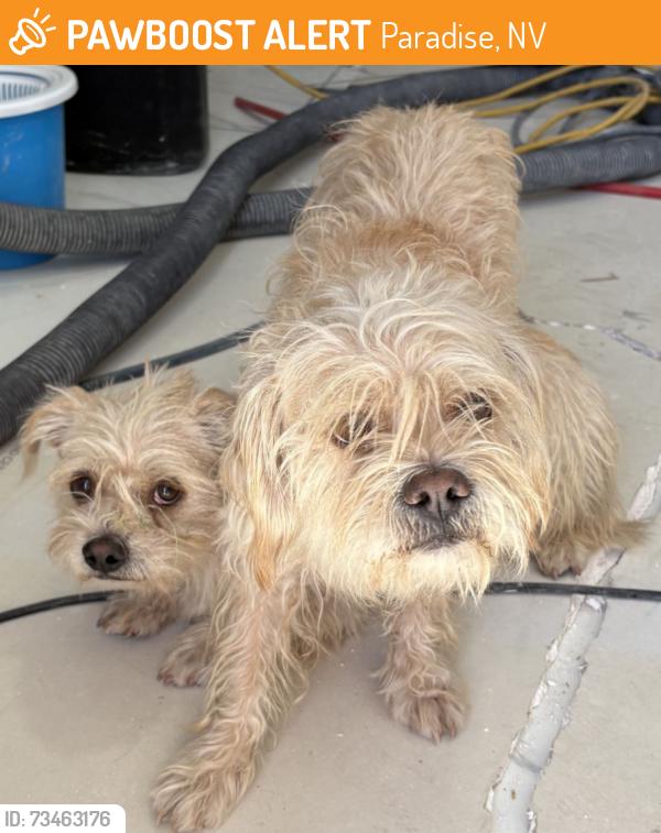 Found/Stray Male Dog last seen Las Vegas National Golf Club, Paradise, NV 89169