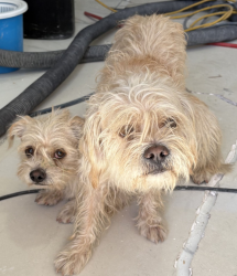 Found/Stray Male Dog last seen Las Vegas National Golf Club, Paradise, NV 89169