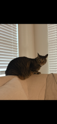 Reunited Male Cat last seen Timberbend trail and timberview drive, Allen, TX 75002
