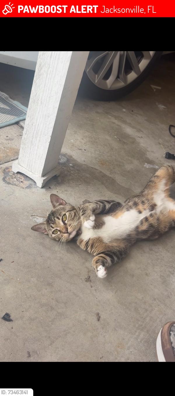 Lost Male Cat last seen Tempest st and Rover st, Jacksonville, FL 32244