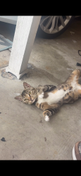 Lost Male Cat last seen Tempest st and Rover st, Jacksonville, FL 32244