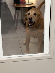 Reunited Male Dog last seen Old Sauk and Ozark Trail, Dane County, WI 53717
